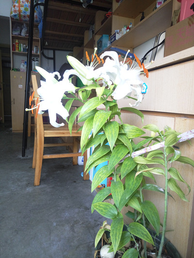 幸运飞艇计划软件